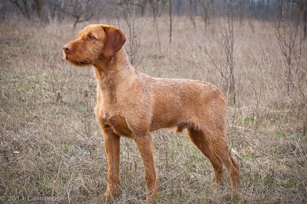 Wirehaired Vizsla Pointing Dog Blog Breed of the Week Hungarian Wirehaired Vizsla