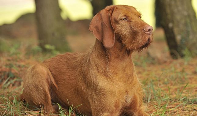 Wirehaired Vizsla Wirehaired Vizsla Breed Information