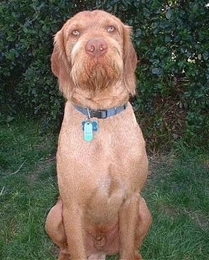 Wirehaired Vizsla Wirehaired Vizsla Dog Breed Information and Pictures