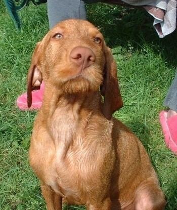 Wirehaired Vizsla Wirehaired Vizsla Dog Breed Information and Pictures