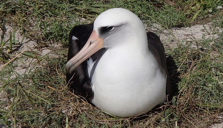 Wisdom (albatross) Wisdom The Laysan Albatross Midway Atoll National Wildlife Refuge