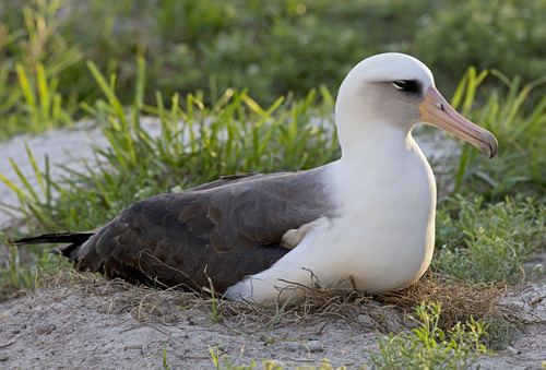 Wisdom (albatross) Oldest albatross Wisdom lost her egg Earth EarthSky