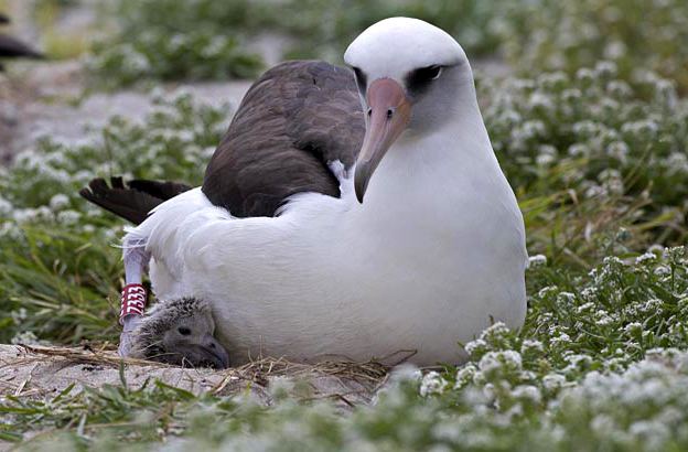 Wisdom (albatross) 64YearOld Albatross Is Oldest Known Bird To Lay An Egg Here Now
