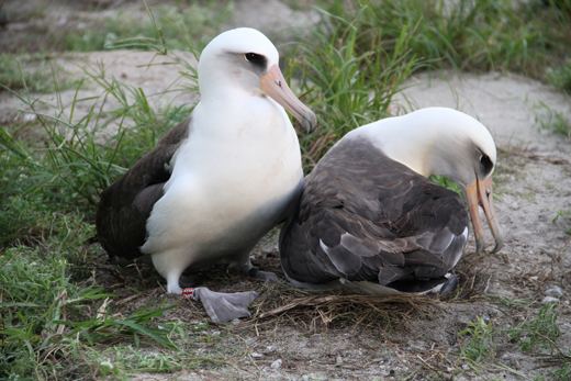 Wisdom (albatross) Wisdom The Laysan Albatross Midway Atoll National Wildlife Refuge