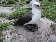 Wisdom (albatross) httpsuploadwikimediaorgwikipediacommonsthu