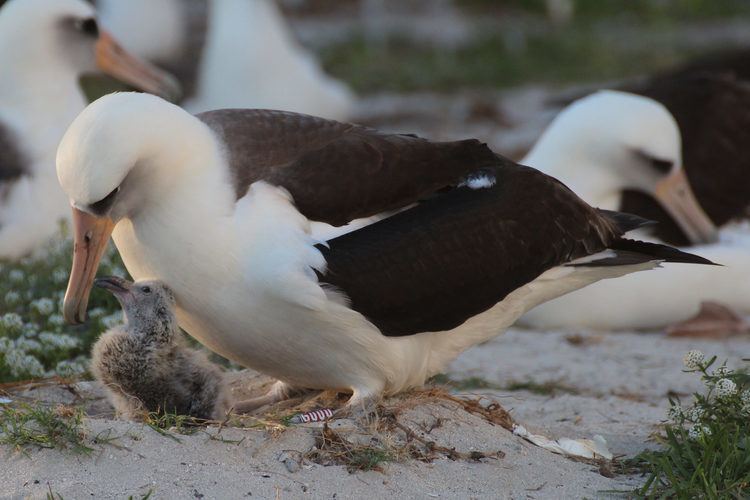 Wisdom (albatross) At Age 65 Wisdom the Albatross Hatches a Healthy Chick Dbrief