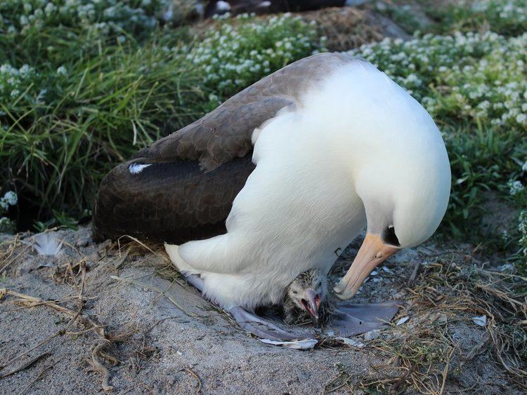 Wisdom (albatross) Wisdom the Albatross the Worlds Oldest Known Wild Bird Has Yet