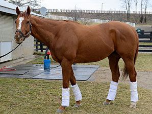 Wise Dan PointCounterpoint Wise Dan vs Excelebration Horse Racing Nation