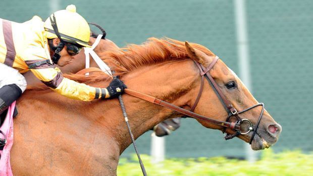 Wise Dan Wise Dan Voted 2013 Horse of the Year NTRA