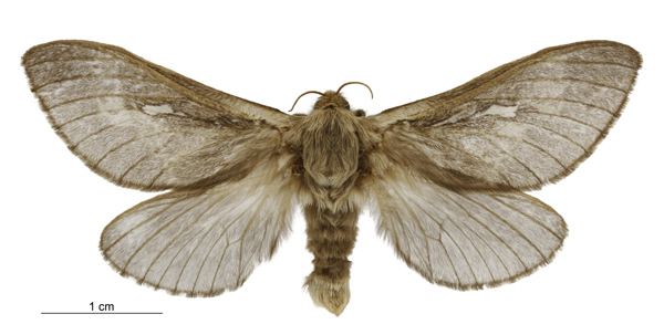 Wiseana copularis