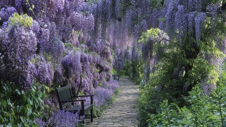 Wisteria sinensis Wisteria Sinensis wallpaper