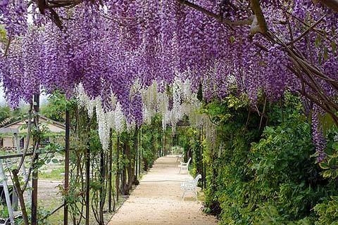Wisteria sinensis Wisteria sinensis growing tips for wisterias
