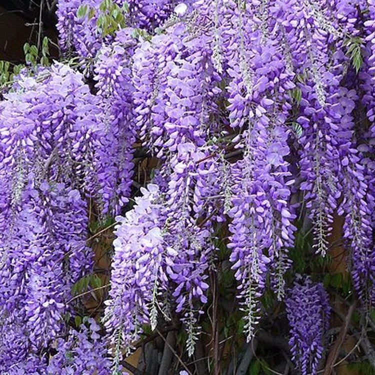 Wisteria sinensis Wisteria Sinensis Prolific Chinese Blue Wisteria Tree