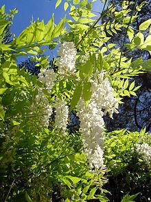 Wisteria sinensis httpsuploadwikimediaorgwikipediacommonsthu