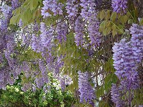 Wisteria sinensis Wisteria sinensis Wikipedia