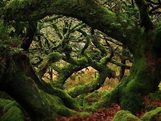 Wistman's Wood Wistmans Wood Dartmoor Devon England via Old Moss Womans Secret