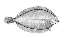 Witch (lefteye flounder) httpsuploadwikimediaorgwikipediacommonsthu