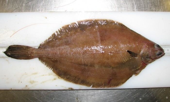 Witch (righteye flounder) imagesmarinespeciesorgresized39120glyptocepha
