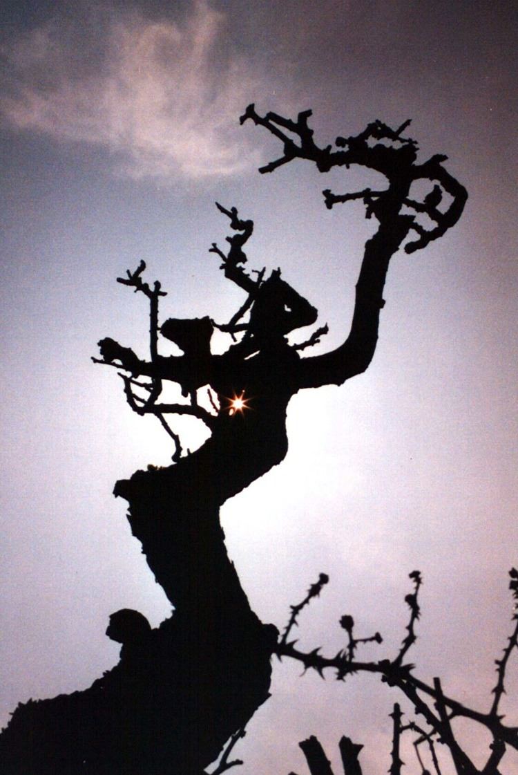 Witch Tree Witch Trees