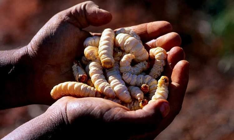 Witchetty Grub Detailed Information Photos Videos