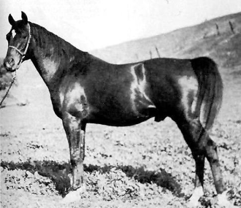 Witez II Arabian Foundation Horse Witez II