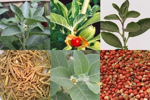 Withania somnifera Ashwagandha Withania somnifera in New Area Coimbatore HARISH