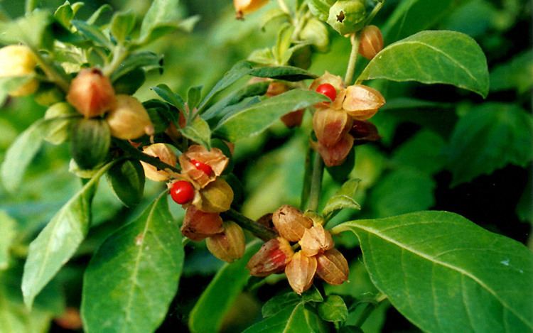 Withania somnifera Donations The Many Benefits Of Ashwagandha Withania somnifera