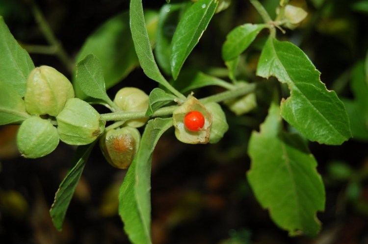 Withania somnifera Ashwagandha or Withania somnifera Medicinal Plant YouTube