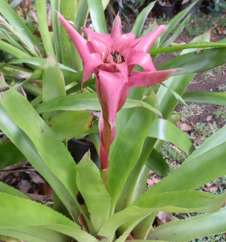 Wittrockia Bromeliads in Australia Wittrockia cyathiformis