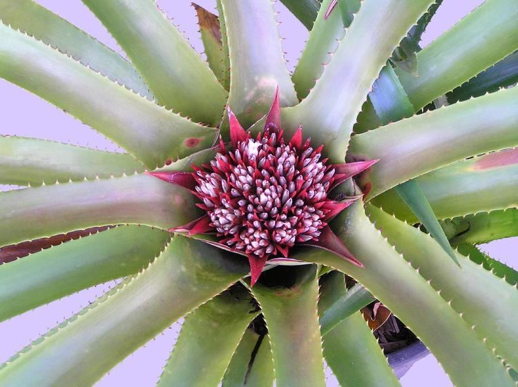 Wittrockia Bromeliads in Australia Wittrockia superba