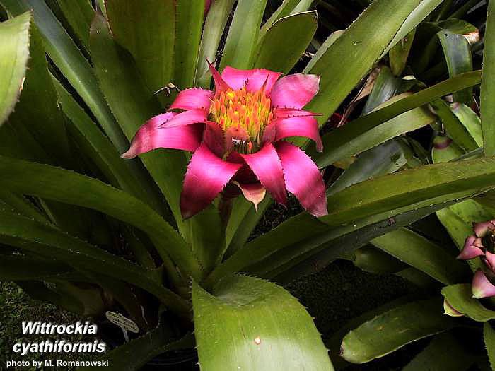 Wittrockia FCBS Bromeliad Photo Index Database Search Results