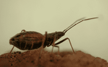 Wēkiu bug Insect Systematics and Biodiversity Wekiu Bug