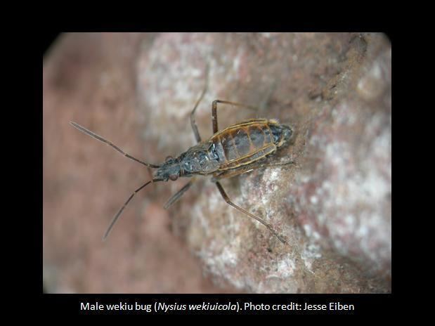 Wēkiu bug Endangered Species Program About Us Featured Species Wekiu Bug