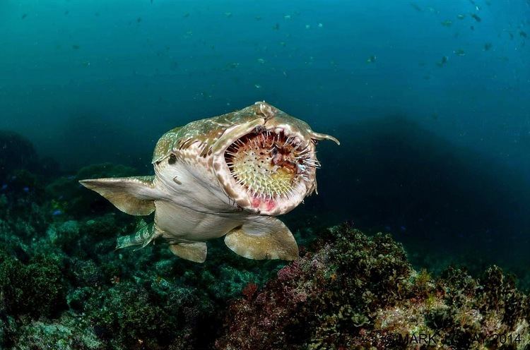 Wobbegong The Best Shark Dive in the World Wobbegong and Spiny Puffer