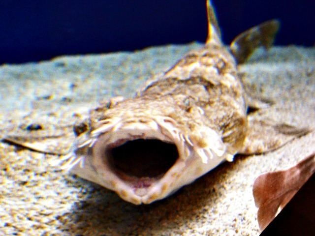 Wobbegong Top 10 Facts About Wobbegong Sharks Fun Facts You Need to Know