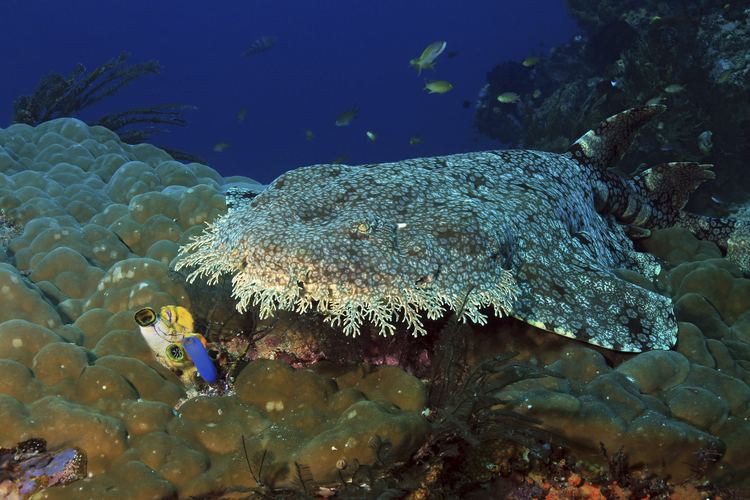 Wobbegong Wobbegong Shark Sharkopedia