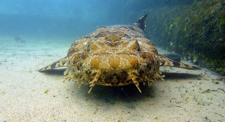 Wobbegong Adaption Of A Wobbegong Shark Lessons Tes Teach