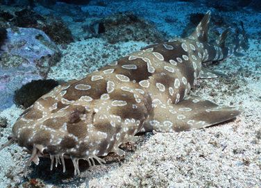 Wobbegong Wobbegong Shark Facts For Kids