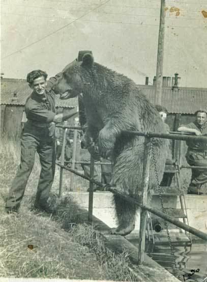 Wojtek (bear) The Soldier Bear Wojtek Story