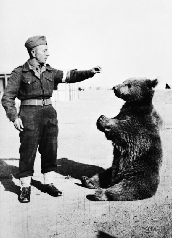 Wojtek (bear) httpsuploadwikimediaorgwikipediacommonsaa