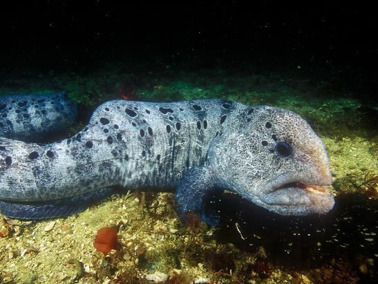 Wolf eel Wolfeel Reefs Pilings Fishes Anarrhichthys ocellatus at the