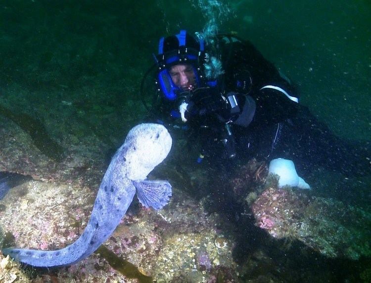 Wolf eel Meeting the incredible Wolf Eel Deadly 60 Series 2 BBC YouTube