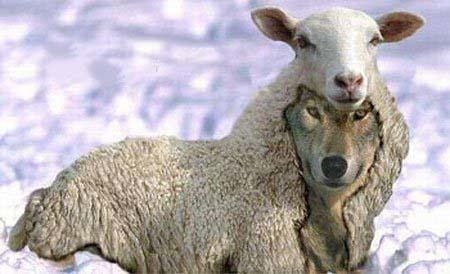 Wolf in sheep's clothing Diversity A Wolf in Sheeps Clothing VC Voices