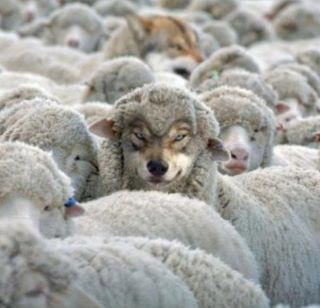 Wolf in sheep's clothing A Wolf in Sheeps Clothing Apprenda