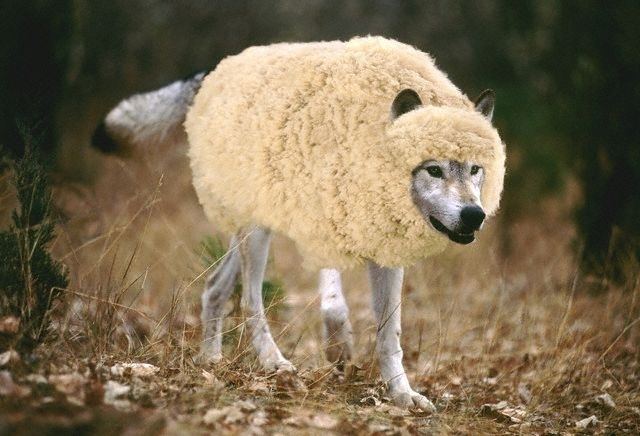 Wolf in sheep's clothing A Wolf in Sheeps Clothing TV Tropes