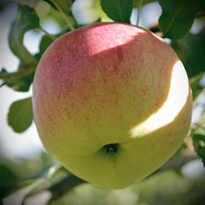 Wolf River (apple) Wolf River apple An oldtime apple that makes the best pies The
