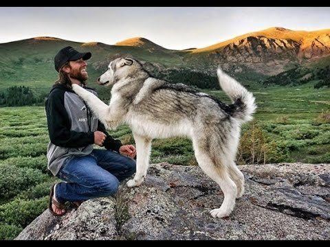 Wolfdog Meet Loki The Wolf Dog That Loves Being Wild And Free YouTube