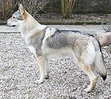 Wolfdog httpsuploadwikimediaorgwikipediacommonsthu