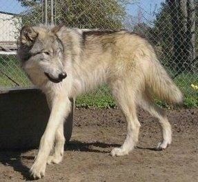 Wolfdog Wolfdog Information and Pictures