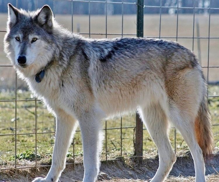 types of wolf dog hybrids